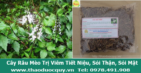 c&acirc;y r&acirc;u m&egrave;o trị sỏi thận, sỏi mật hiệu quả