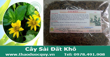 c&acirc;y-s&agrave;i-đất-phơi-kh&ocirc;