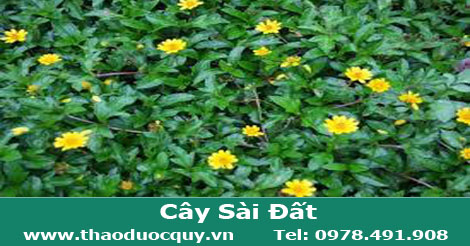 h&igrave;nh-ảnh-c&acirc;y-s&agrave;i-đất