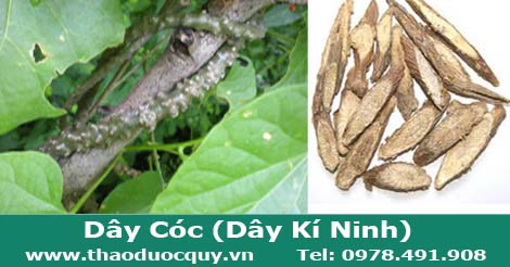 D&acirc;y thần th&ocirc;ng