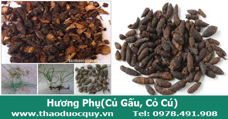 hương phụ, củ gấu, cỏ c&uacute;