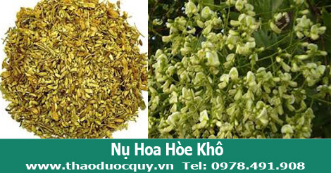 Nụ hoa h&ograve;e trị huyết &aacute;p cao v&agrave; trĩ ra m&aacute;u hiệu quả