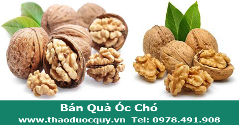 Hình ảnh quả óc chó