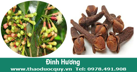 h&igrave;nh ảnh hoa đinh hương tươi v&agrave; kh&ocirc;
